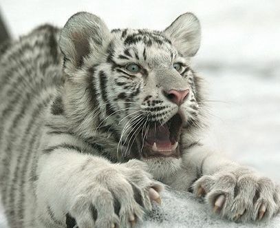 Елена Чулкова