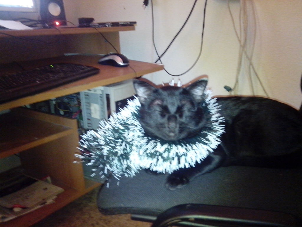 Кот Василий