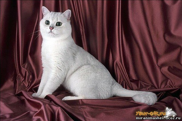 Марина Бойко