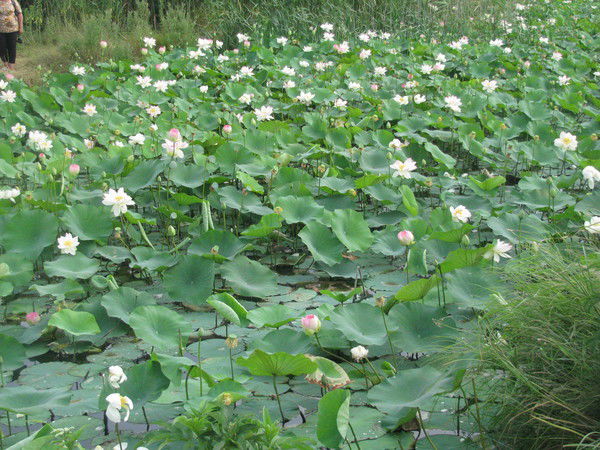 Ольга Шубенкова