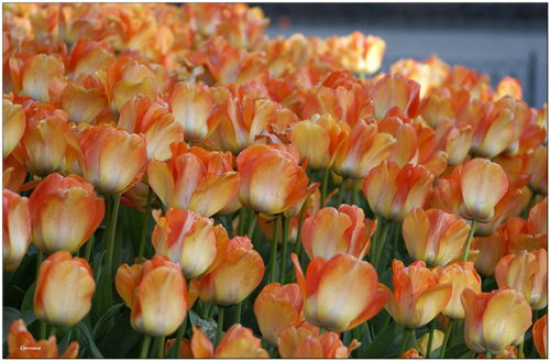 Светлана Белошапко