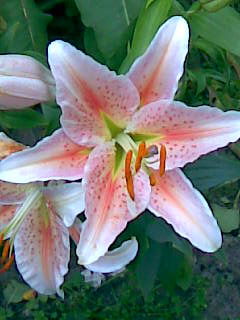 Марина Фомина