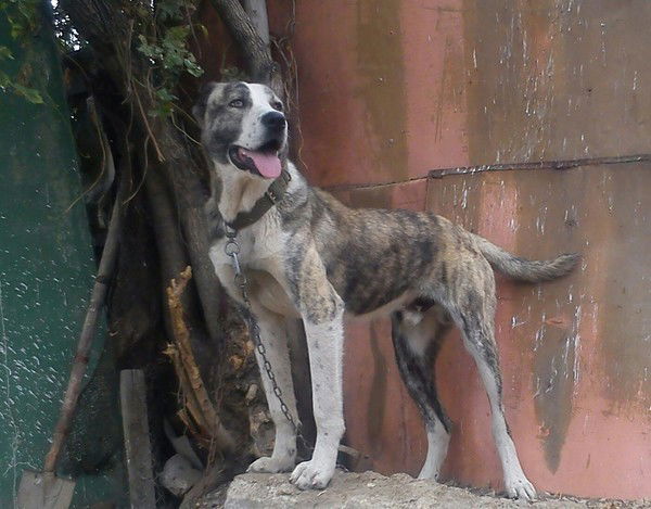 Темерлан Токбай