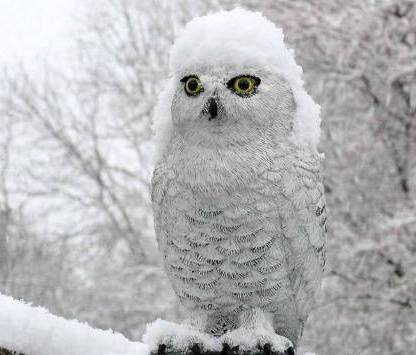 Татьяна Иванова