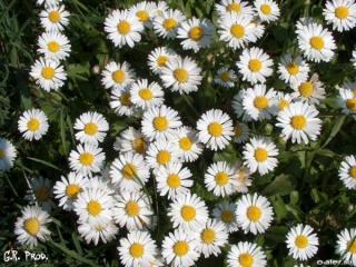 Света Симцова