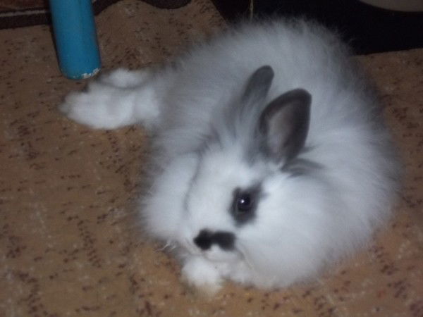 Алена Скрипка