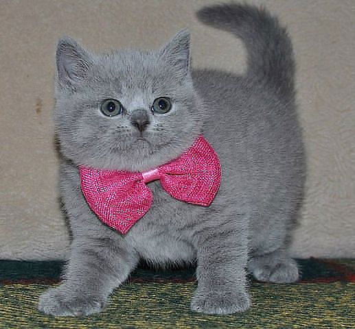 Юлия Рутицкая