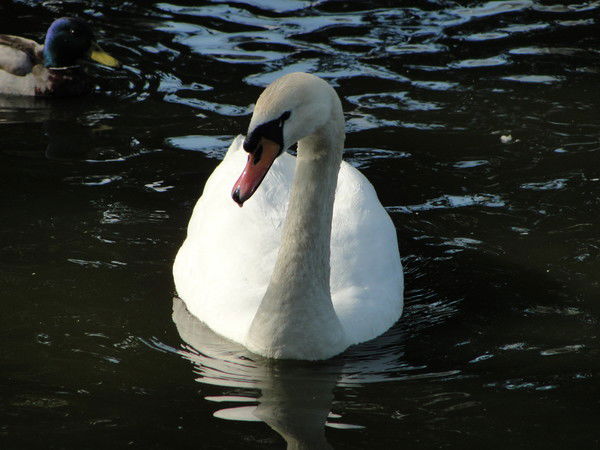 Ольга Абросимова