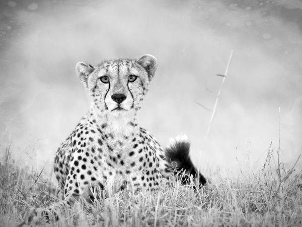 Рауза Байгарина