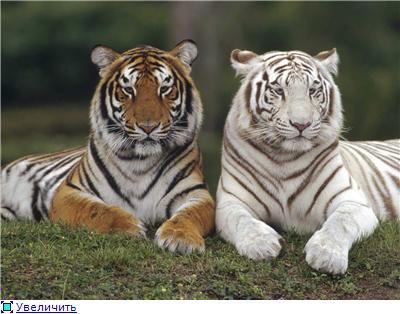 Ахметжан Сауле Хасеновы