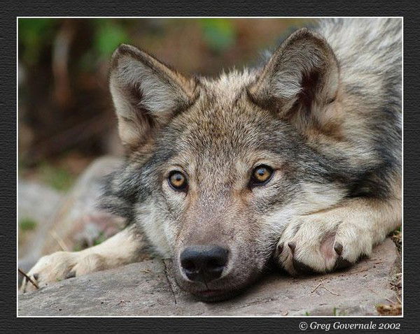 Анастасия Бирюкова