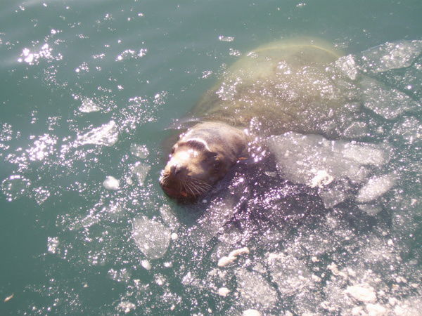 Андрей Андреев