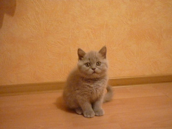 Евгений Шмуленков