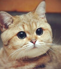 Веталь Гердей