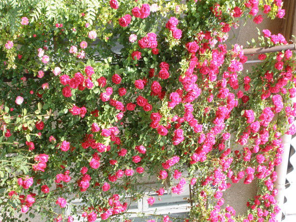 Надежда Ефименко