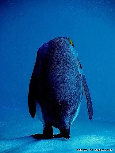 Пингвин ******