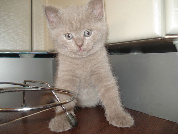 Разалия Неизвестно