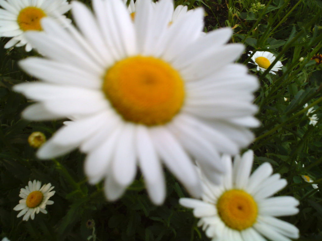 Алла Чередниченко