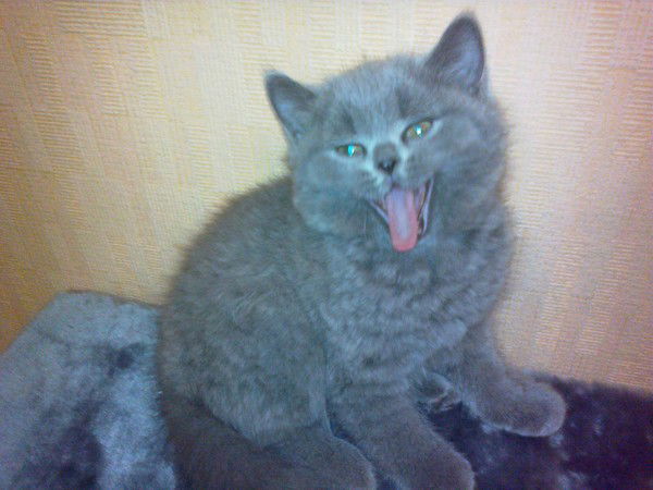 Игорь Стеченко