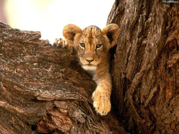 Михаил Данашевский