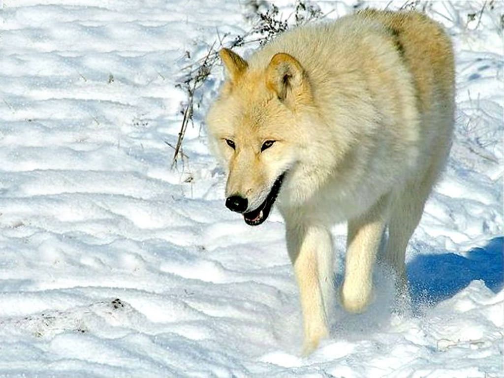 Наталья Натали