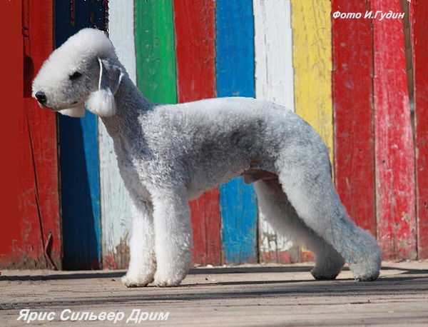 Игорь Наташа