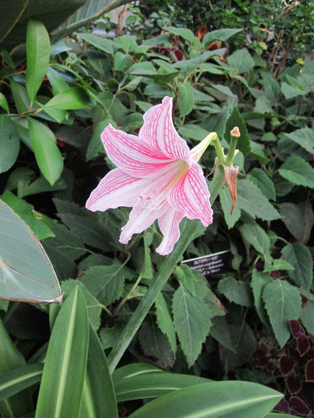 Нуска Осмонова