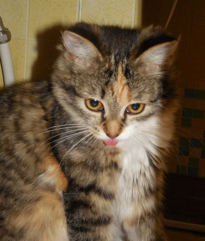 Ася Соколовская