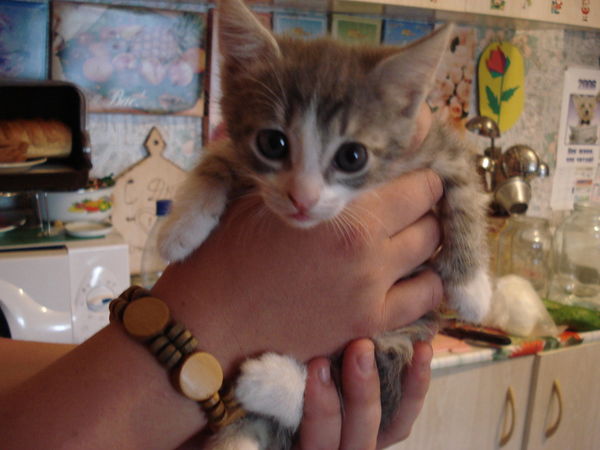 Катя Козлова