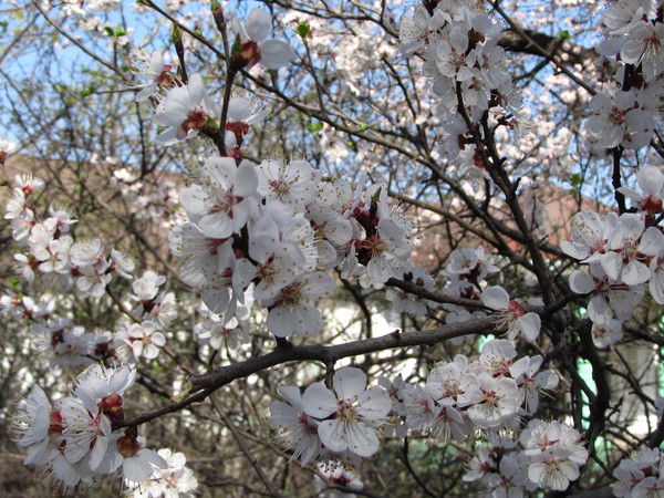 Алма Мосолова