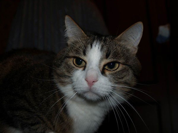 Елена Крайнова