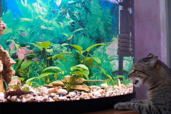 Анджела Седлова