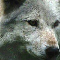 Руслан Русланов