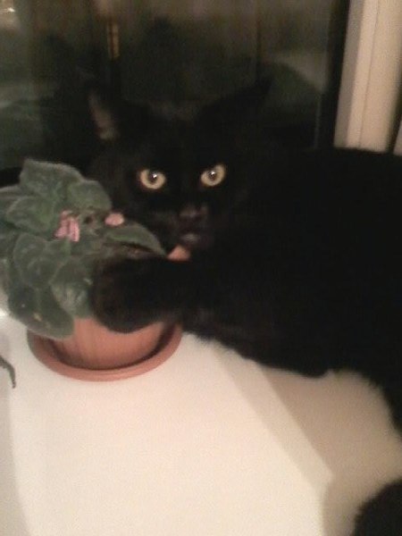 Леший Лесков