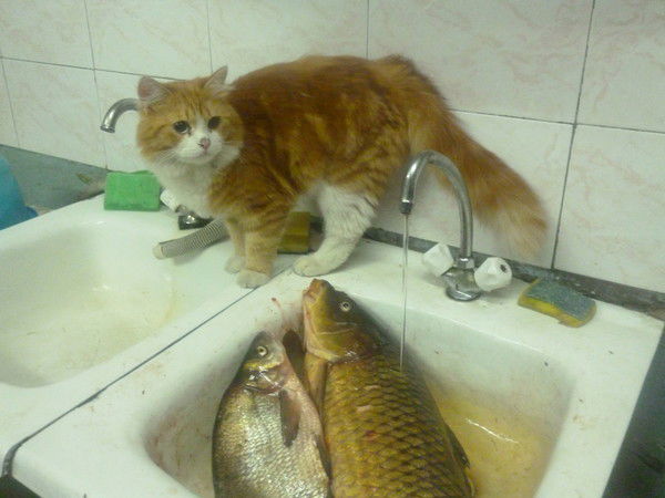 Людмила Сайкова