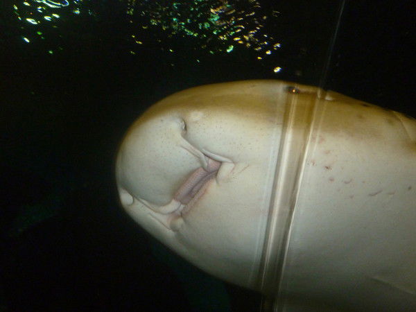 [Dj]!@-Stepan-@! [Lef]