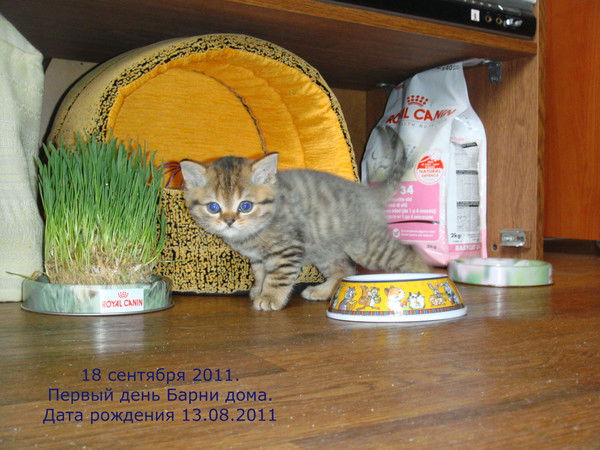 Светлана Ти