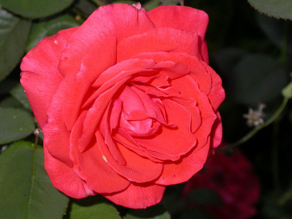 Дмитрий Коновалов