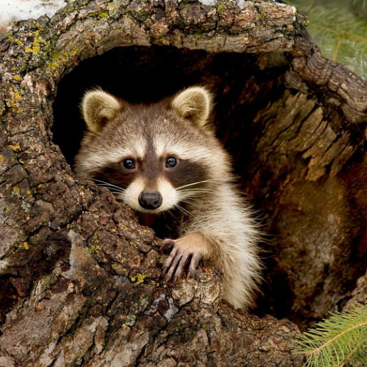 Седельникова Ирина