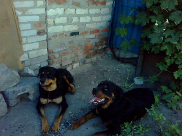 Николай Лукьянов