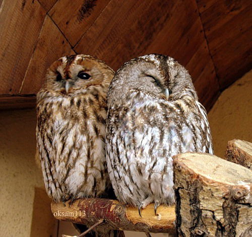 Андриан Животовский