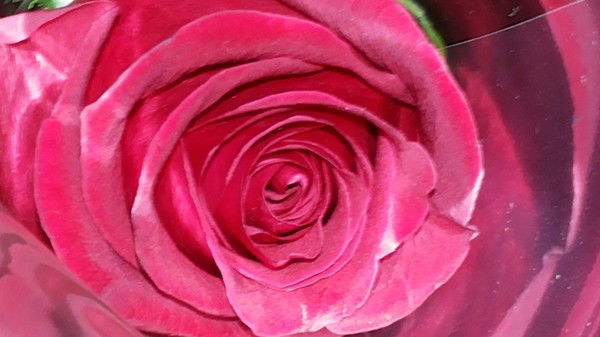 Динара Сашина