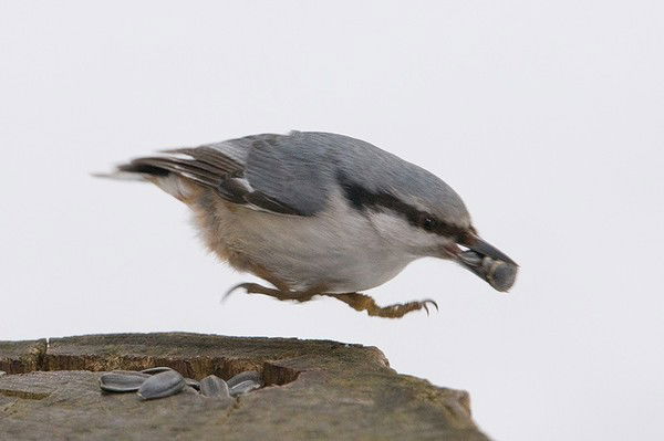 Наталья Бревнова