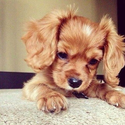 Полина Силованова