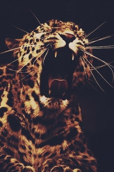 Венгерский Тролль