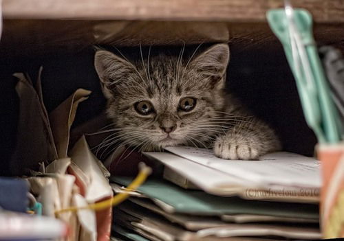 Мадина Буранбаева