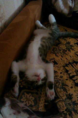 Андрей Тимофеев