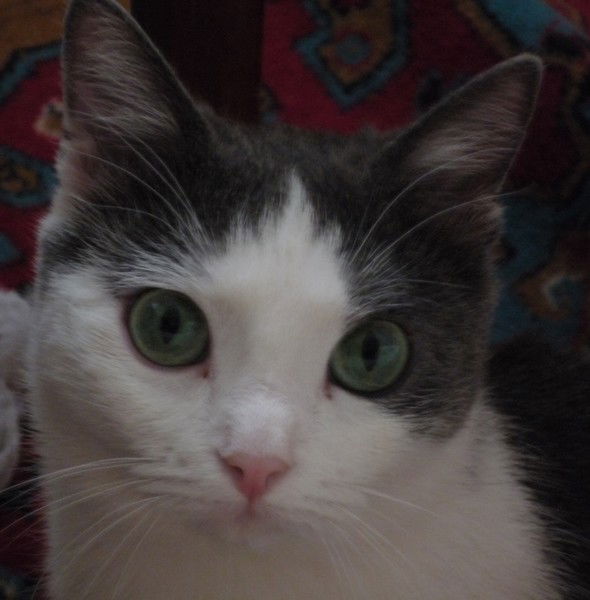 Анна Шмелева