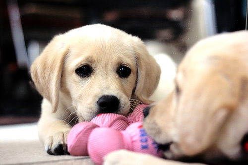 Лиза Козлова