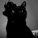 Cat *********